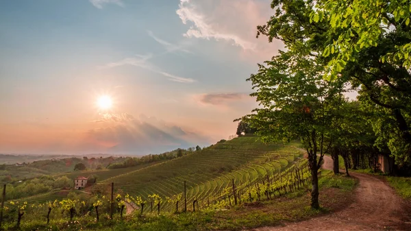 Burza Winnicach Friuli Wenecja Julijska Włochy — Zdjęcie stockowe