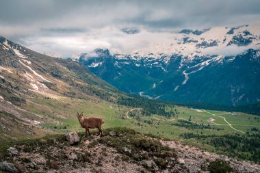 Julian Alplerinde Montasio Dağı 'nda Steinbocks, bir yaz günü.