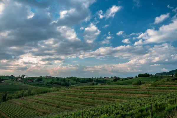Zon Gaat Onder Wijngaarden Van Friuli Venezia Giulia Italië — Stockfoto