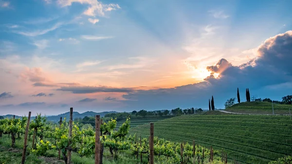 Güneş Friuli-Venezia Giulia, İtalya 'daki üzüm bağlarından batıyor.