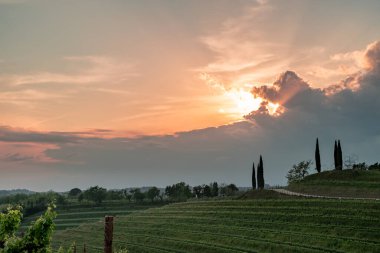 Güneş Friuli-Venezia Giulia, İtalya 'daki üzüm bağlarından batıyor.