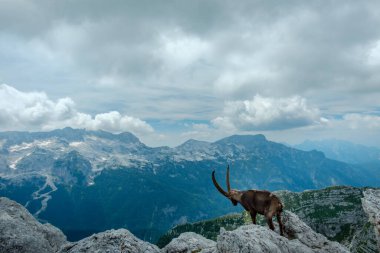 Julian Alplerinde Montasio Dağı 'nda Steinbocks, bir yaz günü.