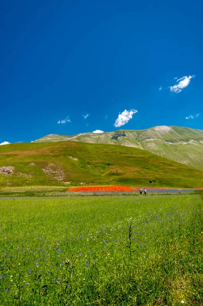 Colors Fields Lenil Full Flowers Castelluccio Norcia — Stock Photo, Image