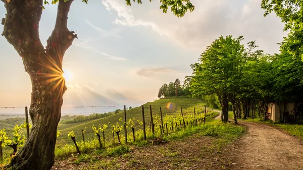 Vihar Friuli Venezia Giulia Szőlőültetvényein Olaszország — Stock Fotó