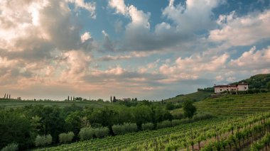 Güneş Friuli-Venezia Giulia, İtalya 'daki üzüm bağlarından batıyor.
