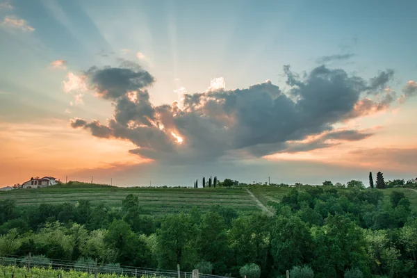 Ήλιος Δύει Στους Αμπελώνες Friuli Venezia Giulia Ιταλία — Φωτογραφία Αρχείου