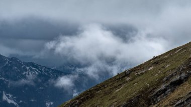 Julian Alplerinde Montasio Dağı 'nda Steinbocks, bir yaz günü.