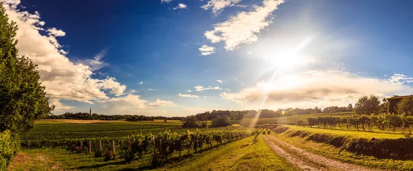 Collio 'da günbatımı, iyi bir şarap üretimiyle bilinen bir yer, Friuli, İtalya