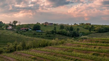 Güneş Friuli-Venezia Giulia, İtalya 'daki üzüm bağlarından batıyor.