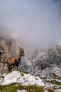 Julian Alplerinde Jof Fuart 'ta Steinbocks, bir yaz günü