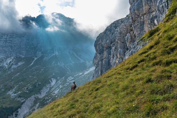 Steinbocks Jof Fuart Julian Alps Summer Day — Stock fotografie