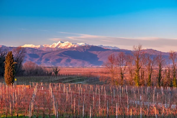 Słońce Zachodzi Winnicach Friuli Venezia Giulia — Zdjęcie stockowe