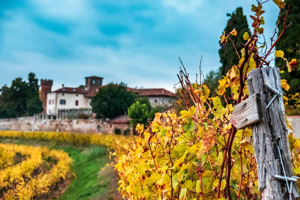 Die Sonne Geht Unter Den Weinbergen Friaul Julisch Venetiens — Stockfoto