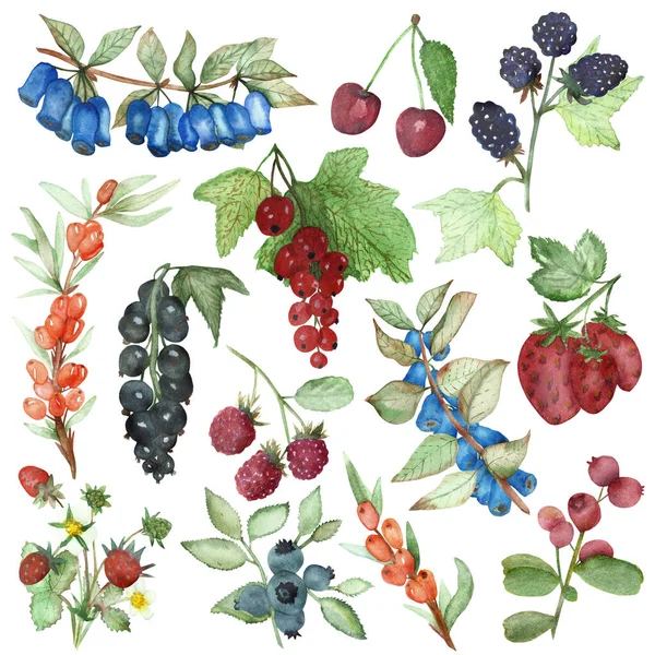 Aquarell Handbemalte Naturgartenpflanzen Mit Blaubeeren Brombeeren Schwarzen Johannisbeeren Kirschen Erdbeeren — Stockfoto