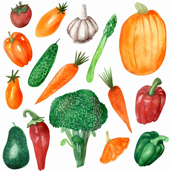 緑のキュウリ ブロッコリー アスパラガス オレンジニンジン カボチャ 赤トマト 鐘と唐辛子と白に隔離されたニンニク野菜で設定された水彩手描きの自然庭園植物 — ストック写真