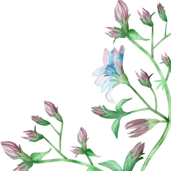 자연의 꽃무늬에 파란색 보라색의 치커리 꽃봉오리와 배경에 가지에 텍스트를 공간을 — 스톡 사진