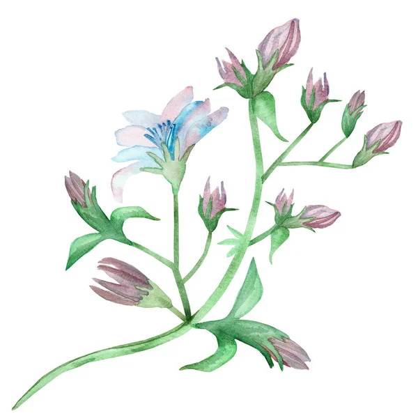 수채화를 손으로 천연색 꽃들은 배경에 푸른색 꽃봉오리와 잎들로 이루어 — 스톡 사진