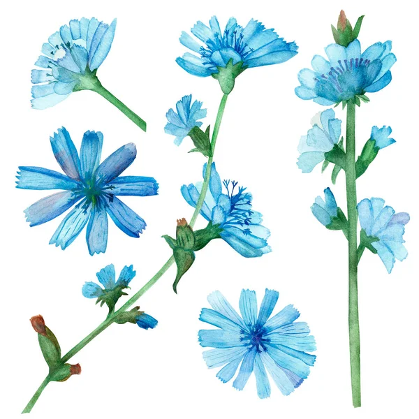 수채화를 천연색 꽃식물은 요소를 갖추기 배경에 떨어져 가지들에 파란색 치커리 — 스톡 사진