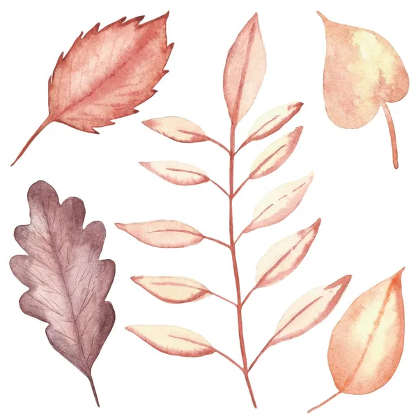 デザイン要素のための白い背景に隔離された異なる木のオレンジ 黄色と茶色の秋の葉のコレクションで設定された水彩手描きの自然秋の植物 — ストック写真