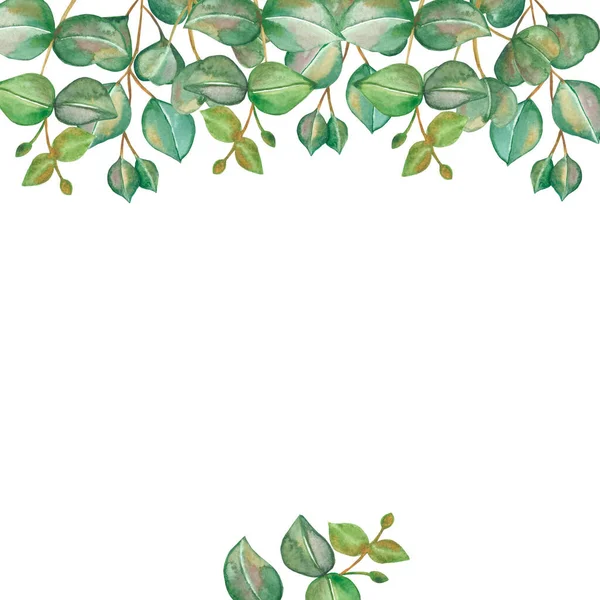 水彩画手绘自然绿色正方形构图 绿色桉树叶缀在白色背景的枝条上 用于邀请和问候卡片 并留有文字空间 — 图库照片