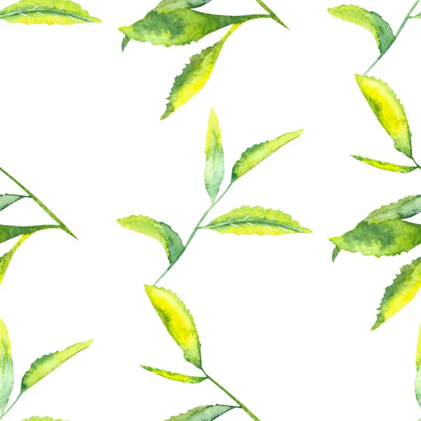 Акварель Ручной Окрашенные Растения Зелени Бесшовный Узор Зелеными Листьями Чая — стоковое фото