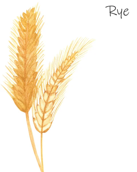 水彩画手绘自然田园谷类构图用黄色黑麦两粒穗分枝花束和黑麦文字在白色背景上卡片设计元素与文字空间 — 图库照片