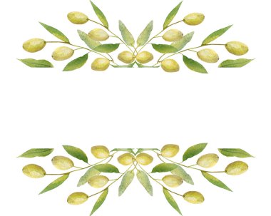 Watercolor hand painted nature garden plants banner frame with green olives and leaves on branch bouquet composition on the white background for invite and greeting card with the space for text