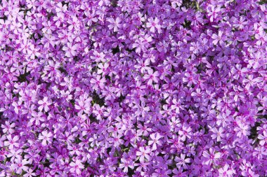 Phlox subulata (sürünen phlox, moss phlox, moss pembe veya dağ phlox da bilinir) arka plan çiçekler. Arka plan, en iyi görünüm için birçok küçük mor çiçekler.