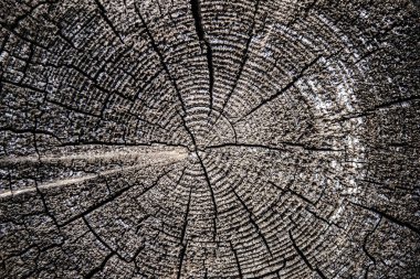 Bölüm ile kırık yüzük desen ahşap yıpranmış, Closeup eski, yıpranmış.