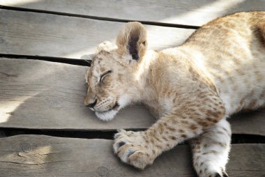Huzur içinde uyuyan bebek aslan güneş ışığında yakın çekim.