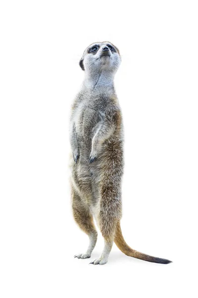 Portrait Meerkat Standing Upright Looking Alert Isolated White Background — Stock Photo, Image