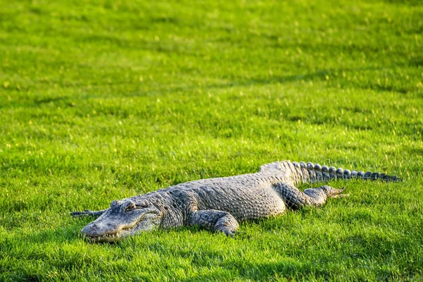 Krokodýl Ležící Zelené Trávě — Stock fotografie
