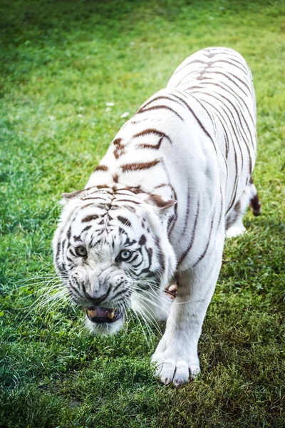 Full Body Angry White Tiger Roaring Green Grass — Stock Photo, Image