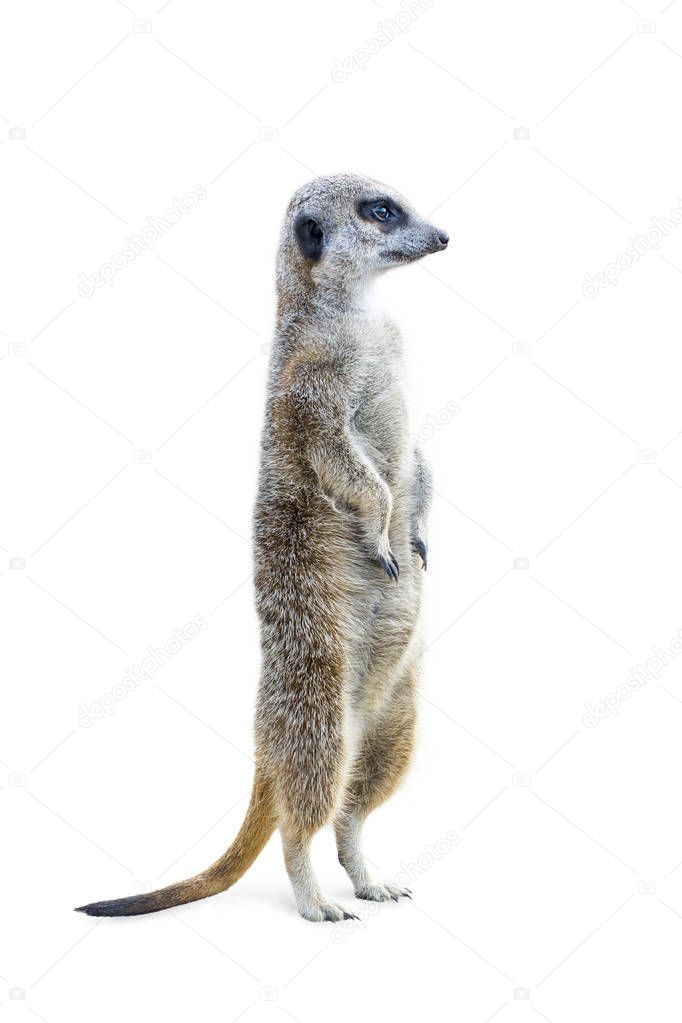 Portrait of a meerkat standing upright and looking alert isolated on white background.