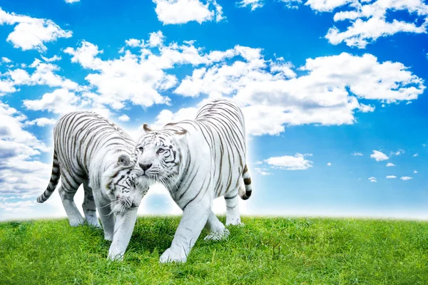 Weißes Tigerpärchen Auf Der Wiese — Stockfoto