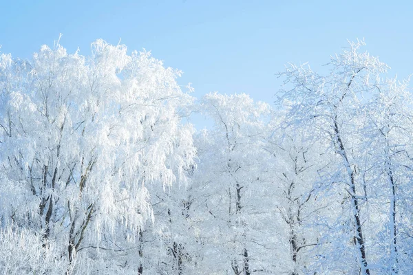 美丽的冬季森林景观 覆盖着积雪的树木 — 图库照片