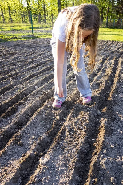 Girl Planting Seeds Beans Field Rows — Stock Photo, Image