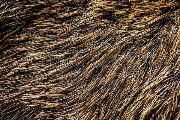 Eine Nahaufnahme Von Wildschweinfell Textur Hintergrund — Stockfoto