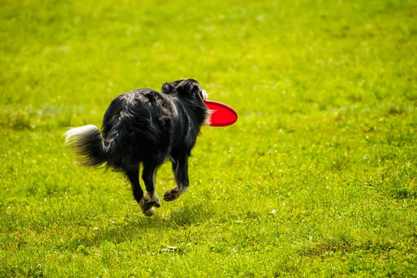 Perro Borde Collie Aire Libre Corriendo Con Disco Rojo —  Fotos de Stock