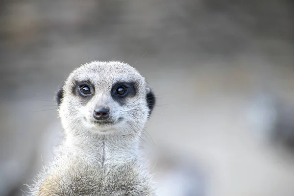 Meerkat 똑바로 보고 — 스톡 사진