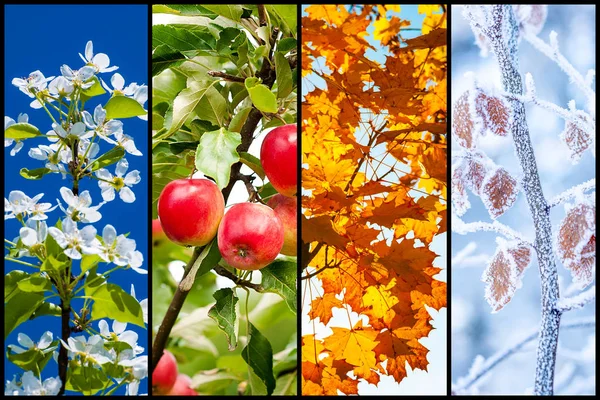 Fyra säsonger collage — Stockfoto