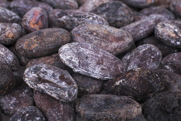Молди какао-бобы Макро — стоковое фото