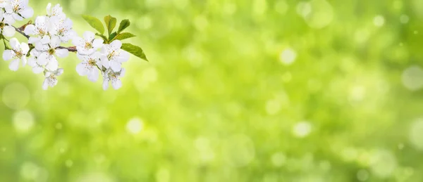 Blooming Şube Afişi — Stok fotoğraf