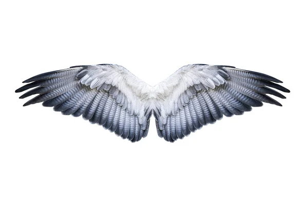 Hawk Wings Isolated — Stock Photo, Image