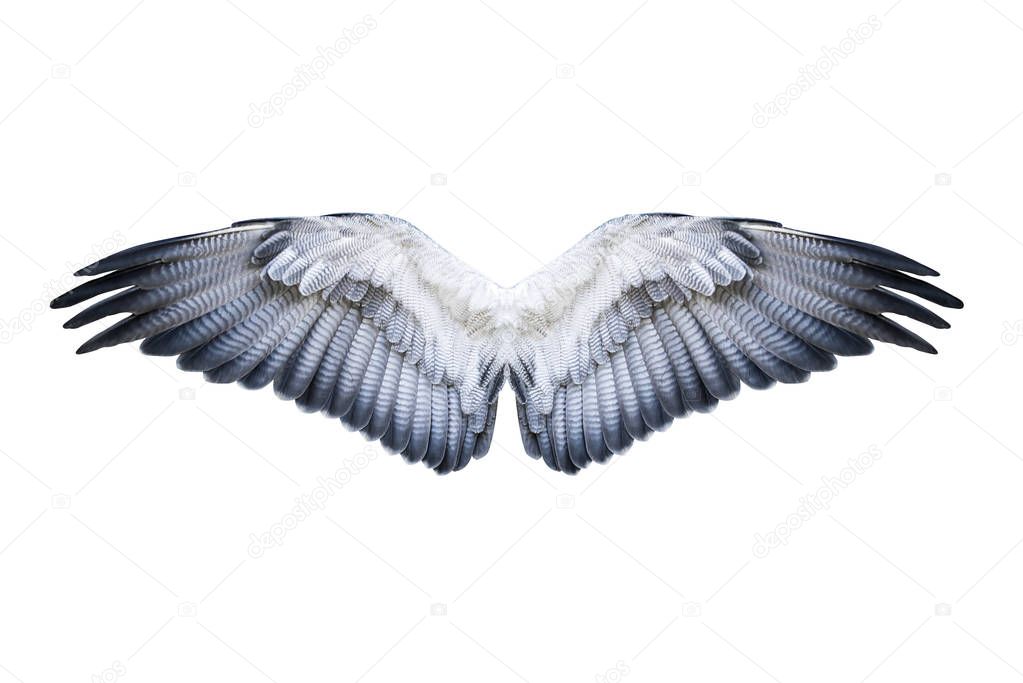 Hawk Wings Isolated