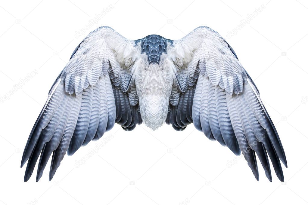 Pair of Hawk Wings Isolated