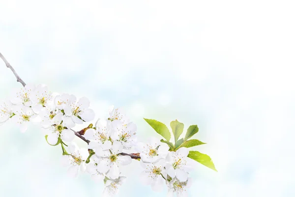 Fondo de floración de primavera — Foto de Stock