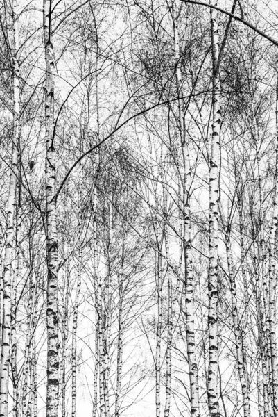 黒と白のバーチ — ストック写真