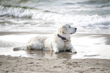 Köpek sahilde döşeme