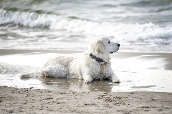 Köpek sahilde döşeme